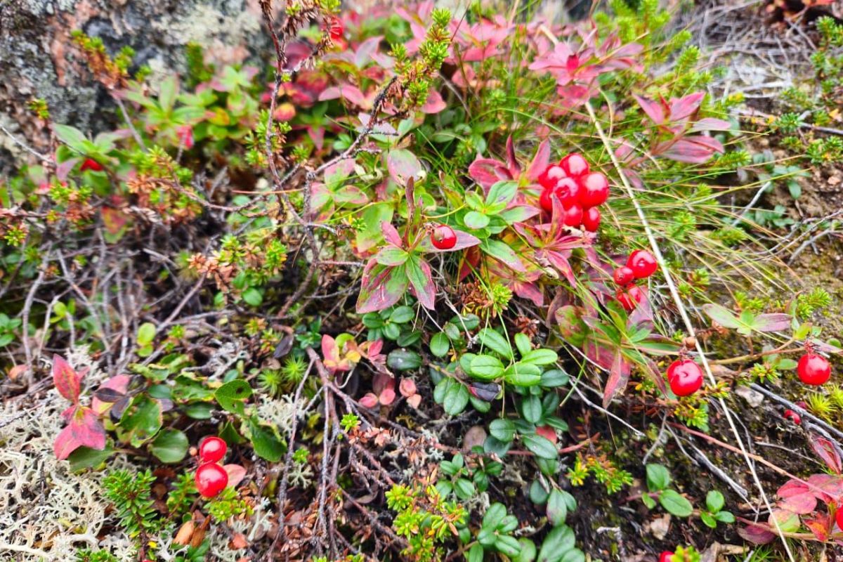 Полуострова Рыбачий и Средний (3 дня/ 2 ночи)