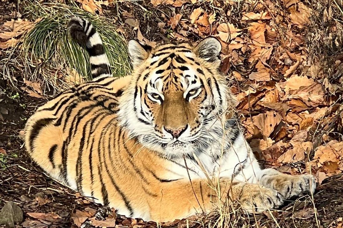 Заповедное Приморье: с юга на север
