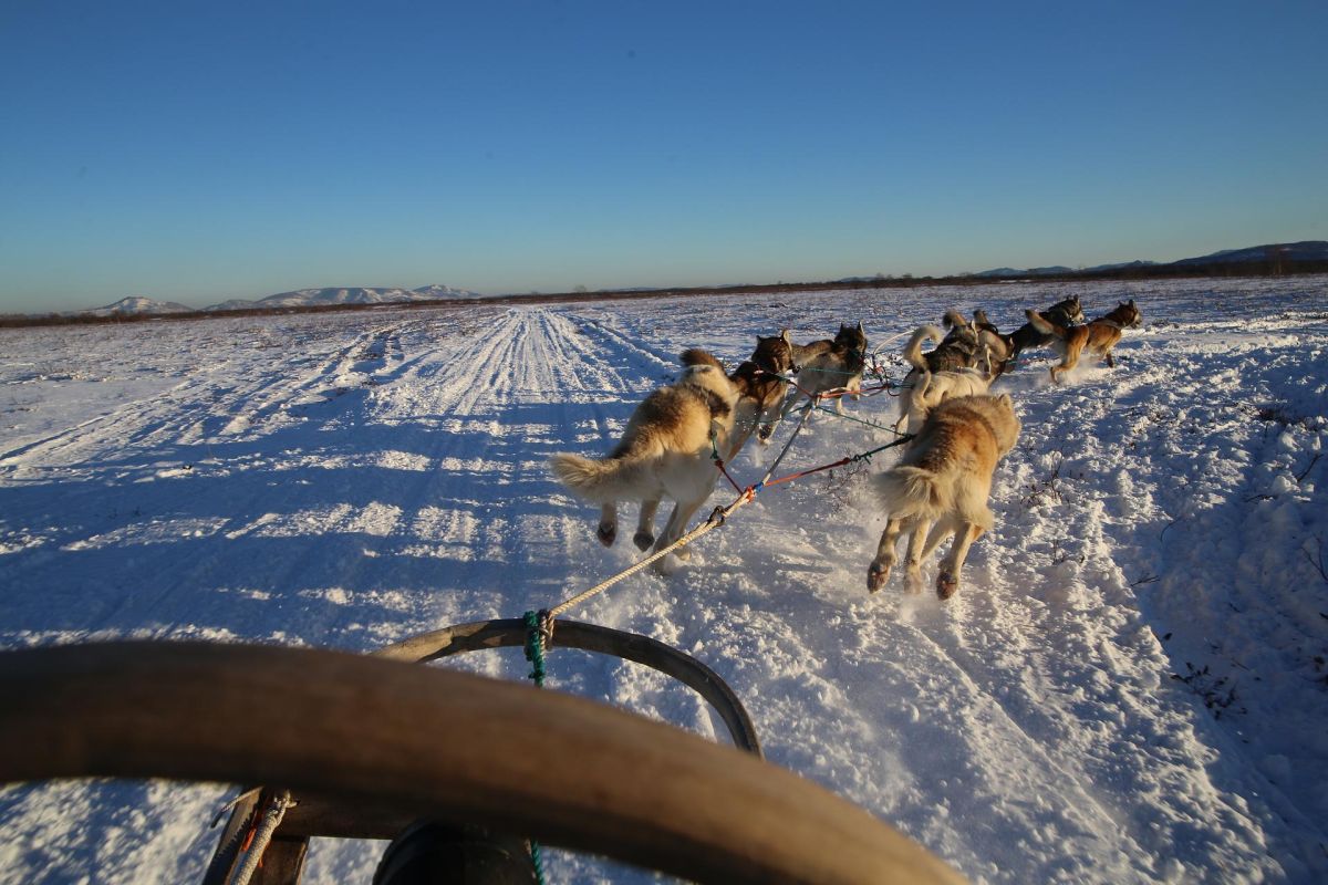 Экскурсия в питомник ездовых собак, катание на упряжках на Камчатке