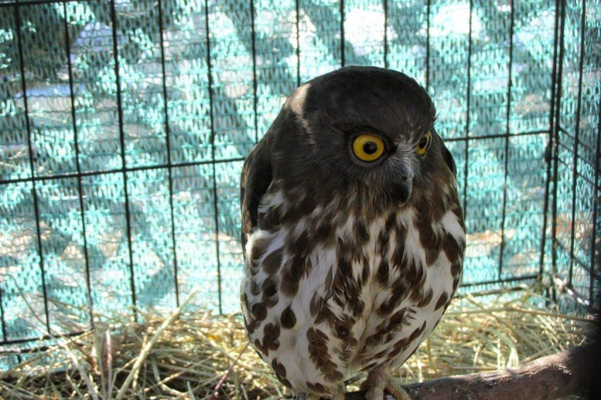 Экскурсия в Приморский Сафари-парк