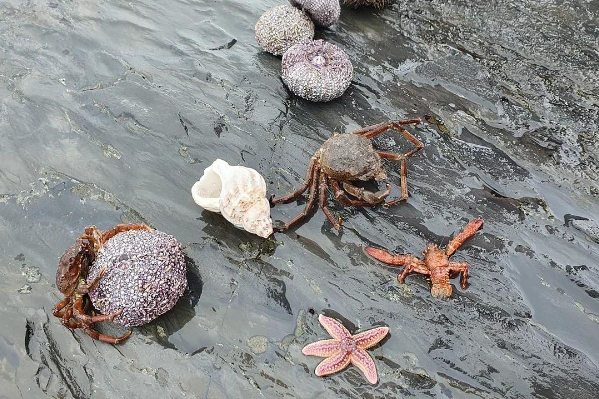 Форпосты Северного Ледовитого