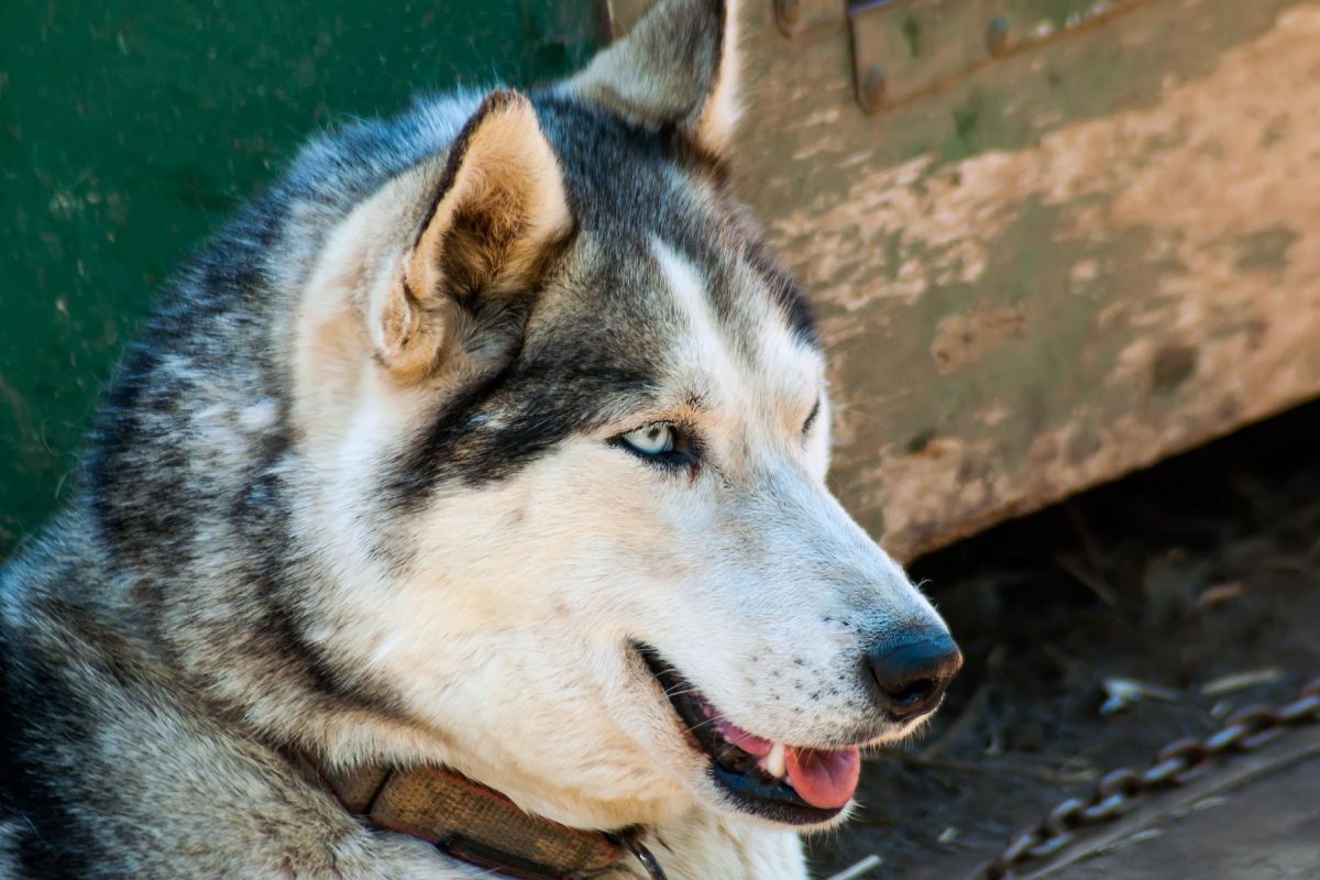 Джип-тур в «Малую Долину Гейзеров» и к водопаду Спокойный +Гастрономическая экскурсия