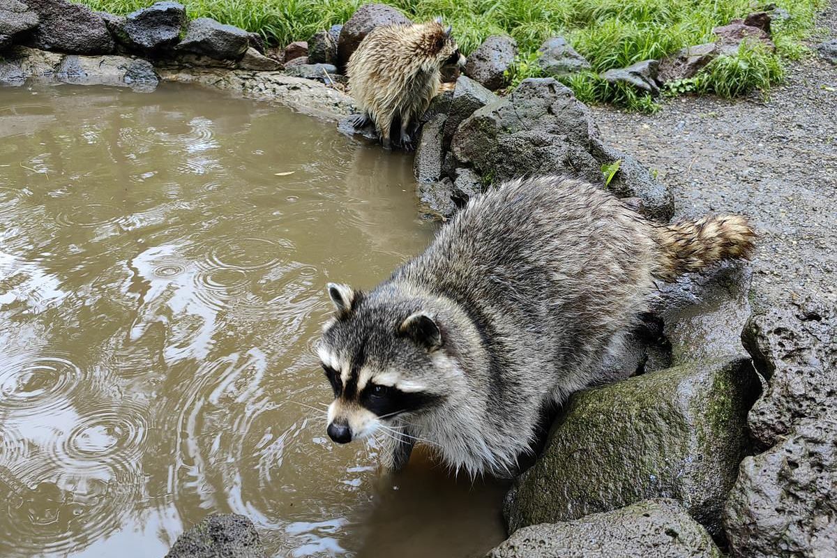 Лотосы и море – Приморье