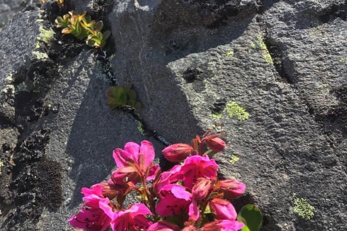 Джип-тур к Авачинскому вулкану (гора Верблюд) + «Черный пляж»