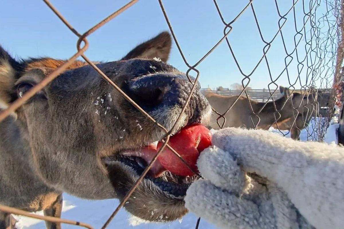 Эскурсия на экоферму (Приамурье)