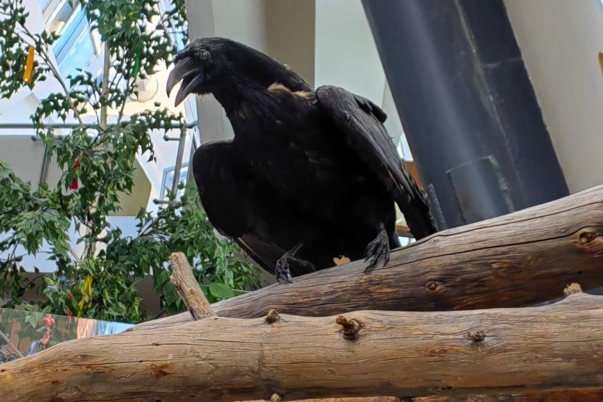 Арктическая амазонка (из Екатеринбурга)